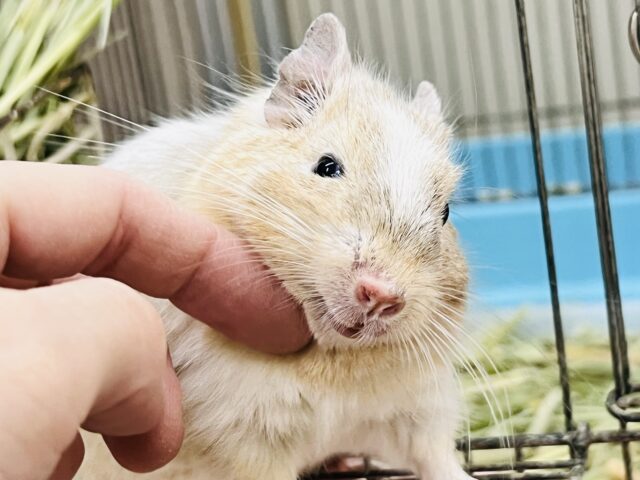 ふんわりカラーの食いしん坊♡デグー（サンドパイド）の男の子⭐️