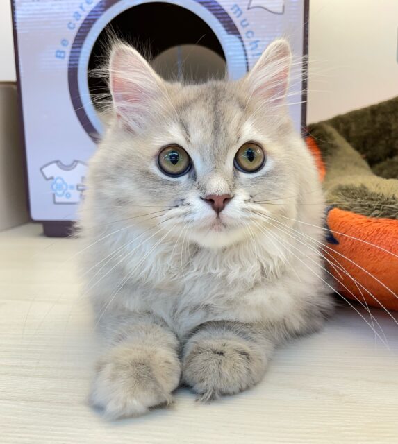 💙美しいBLUE💙ラガマフィン(ブルータビー)💙女の子💖2025年5月25日生まれ