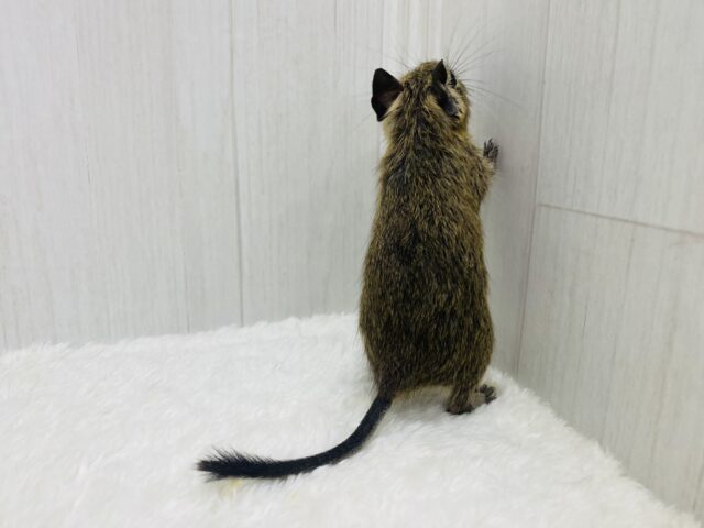 デグー