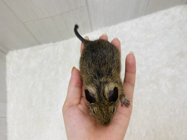 デグー