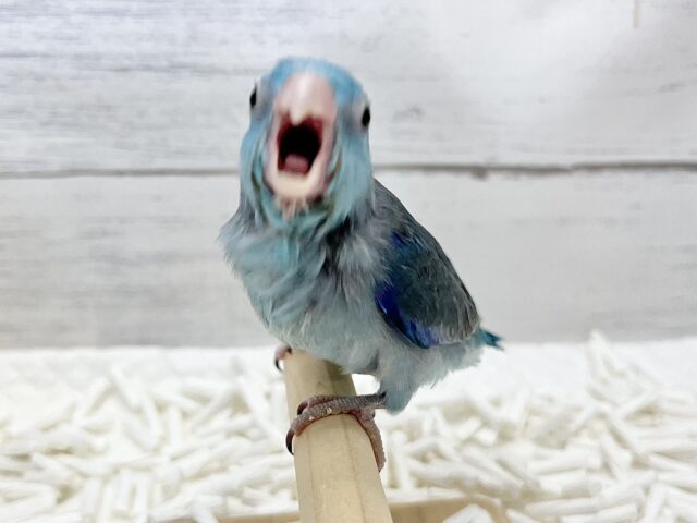 マメルリハ