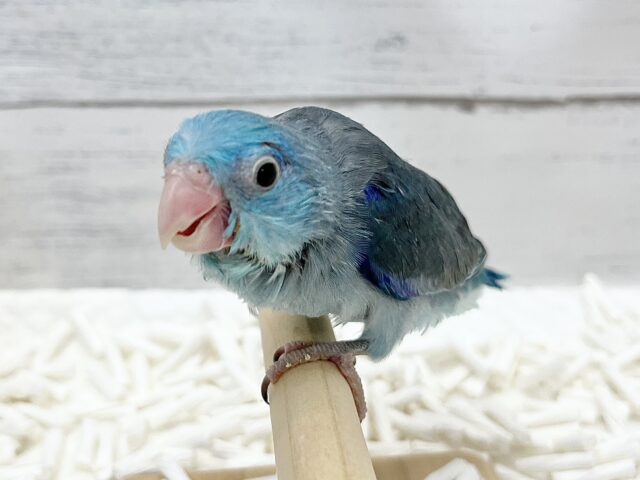 マメルリハ