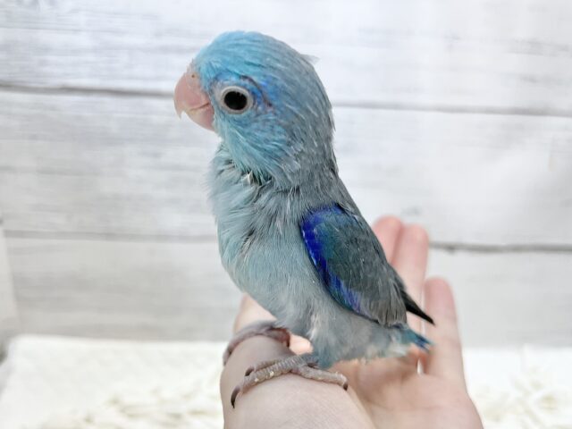 マメルリハ