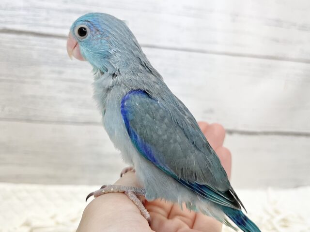 マメルリハ