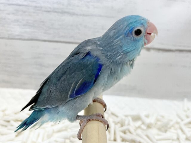 マメルリハ