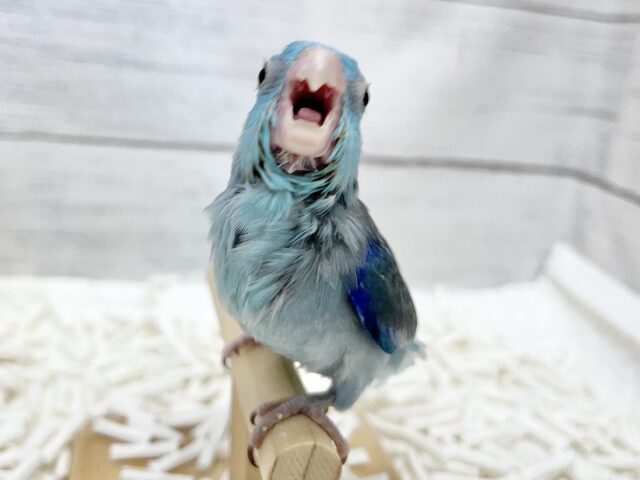 マメルリハ