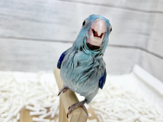 マメルリハ