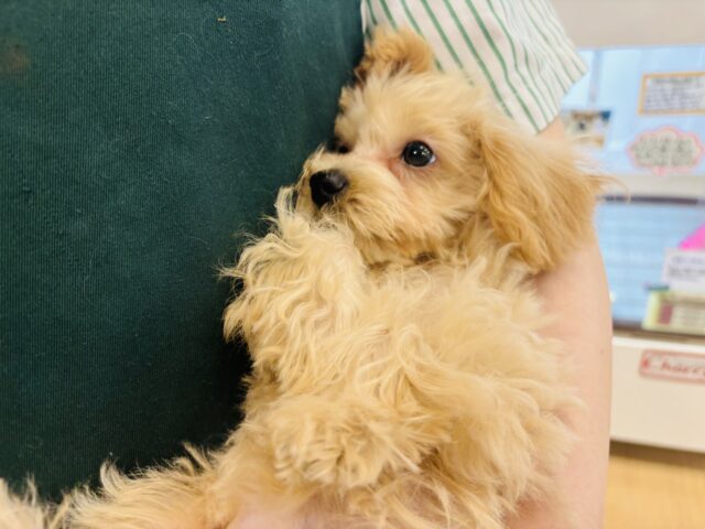 マルプー
