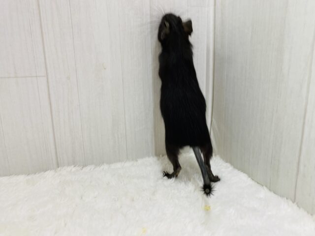 デグー