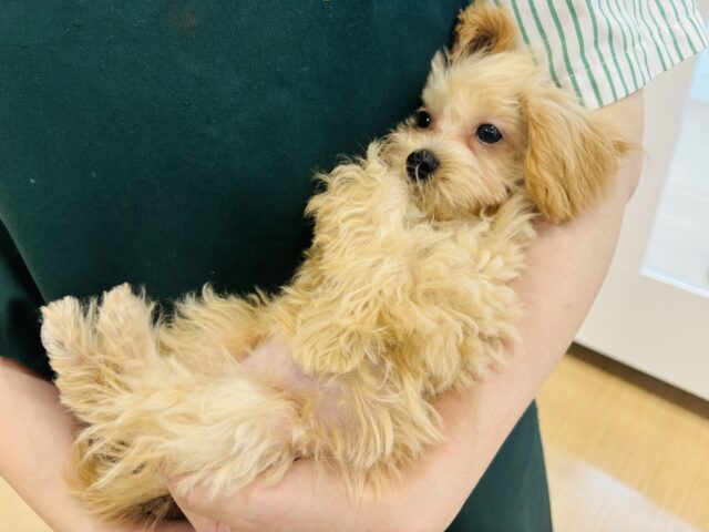 マルプー