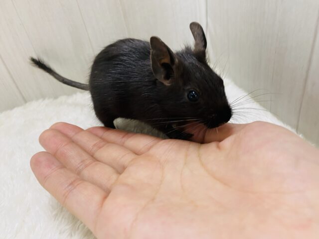 デグー