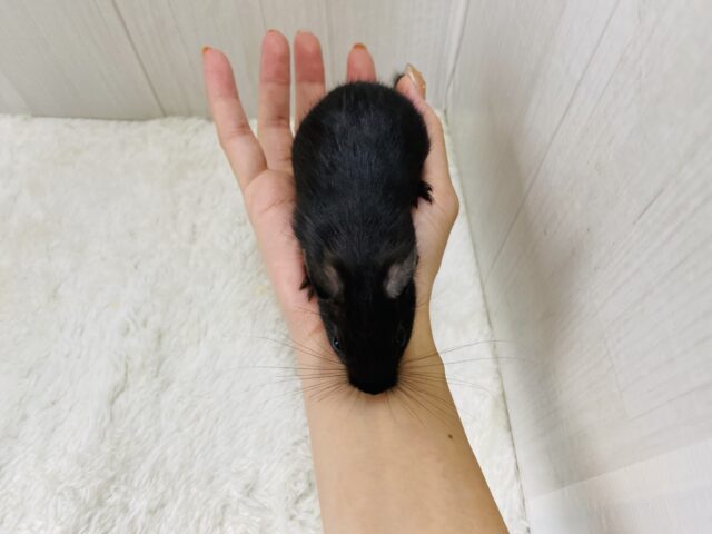 デグー