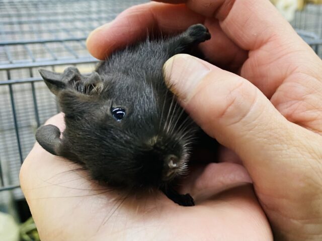 デグー