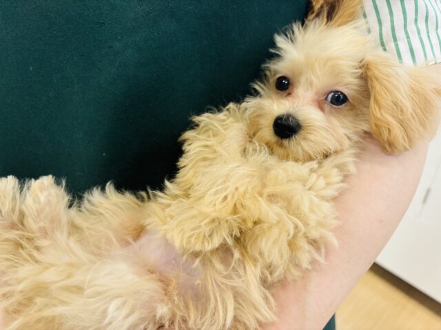 マルプー