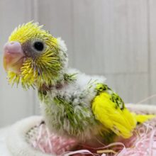 みんなでわちゃわちゃしちゃうよ〜🔆セキセイインコのパイド🌟