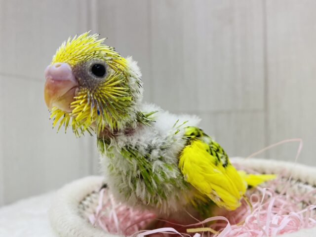みんなでわちゃわちゃしちゃうよ〜🔆セキセイインコのパイド🌟