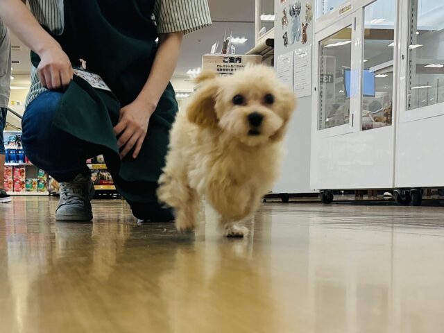マルプー