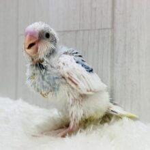 🌧️雲のようなﾜﾀﾜﾀに包まれたワタちゃん🩵セキセイインコのパイドカラー໒꒱