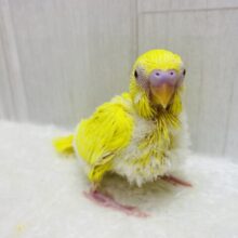 色んなお顔を見せてくれちゃう子⁉️セキセイインコのルチノーカラー❤️