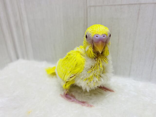 色んなお顔を見せてくれちゃう子⁉️セキセイインコのルチノーカラー❤️