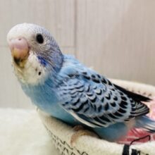 チラッと見つめてくれる視線にメロメロです🥰セキセイインコのオパーリン💙