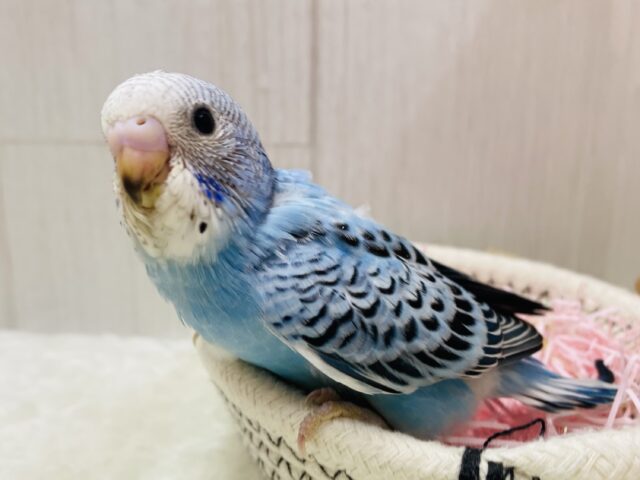 チラッと見つめてくれる視線にメロメロです🥰セキセイインコのオパーリン💙