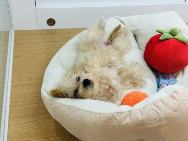 マルプー