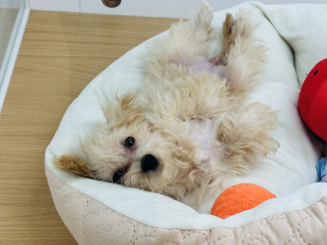 マルプー
