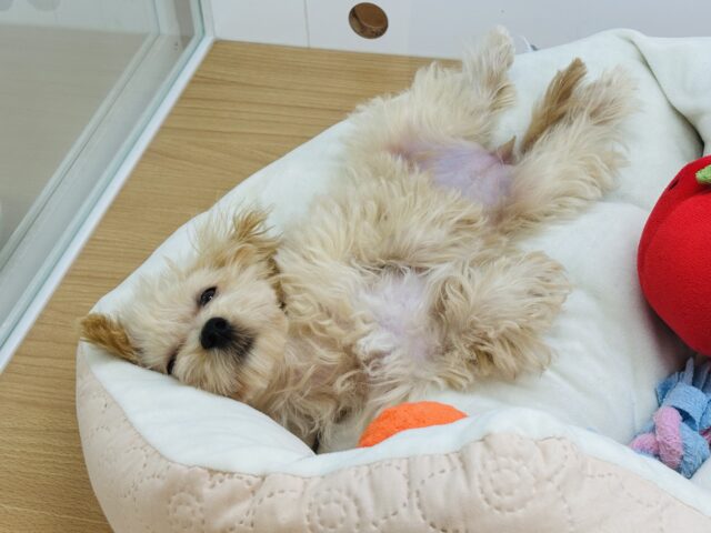 マルプー