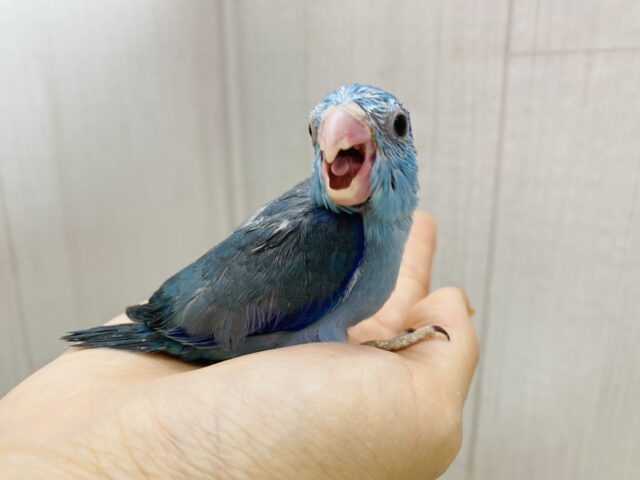 マメルリハ