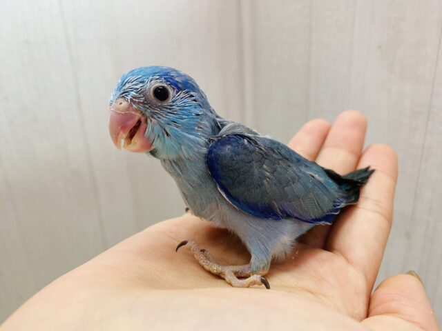 マメルリハ