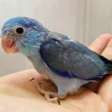 大きなお口でガオー‼️マメマメ怪獣やってきた⋆͛🦖⋆͛マメルリハインコのブルー💙