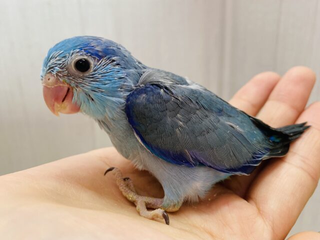 大きなお口でガオー‼️マメマメ怪獣やってきた⋆͛🦖⋆͛マメルリハインコのブルー💙