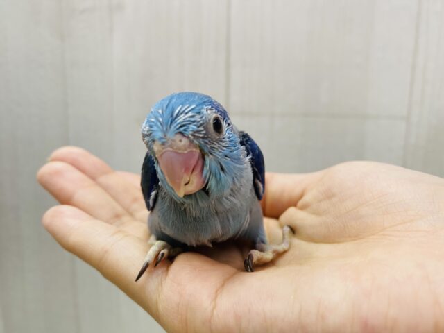 マメルリハ