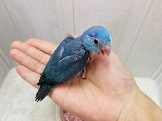 マメルリハ