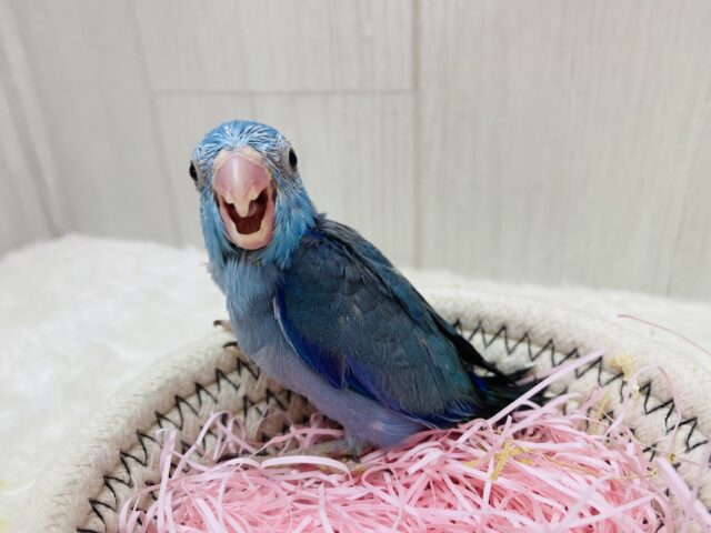 マメルリハ