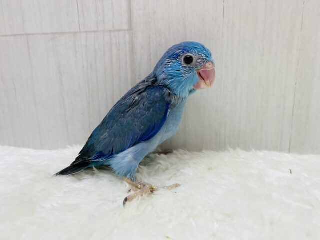 マメルリハ