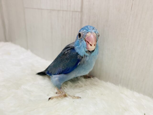 マメルリハ