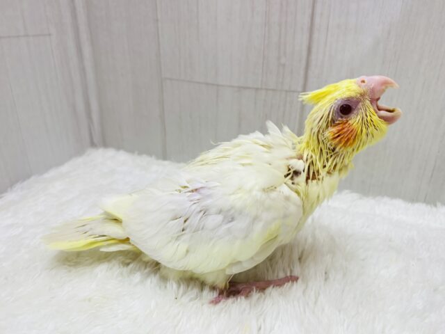 オカメインコ