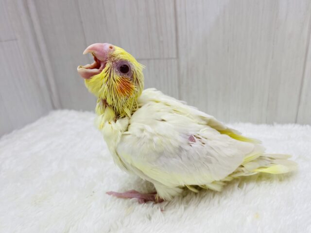 オカメインコ