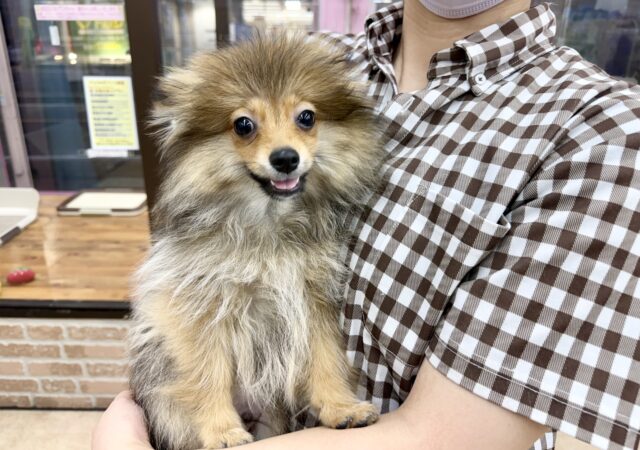 ポメラニアン