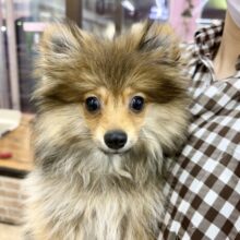 ポメラニアン（オレンジ）男の子♫もふもふもっふり〜ん🦊