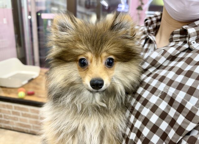 ポメラニアン（オレンジ）男の子♫もふもふもっふり〜ん🦊