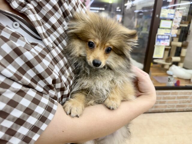 ポメラニアン