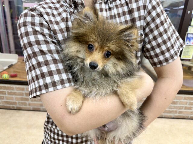 ポメラニアン
