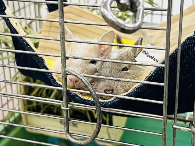 デグー