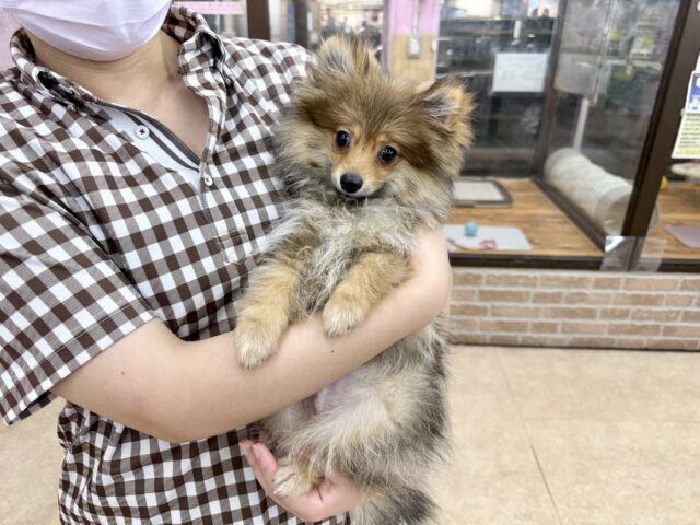 ポメラニアン