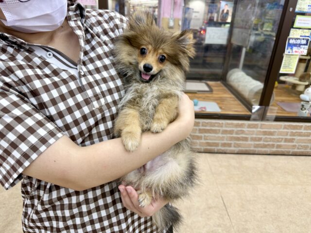 ポメラニアン