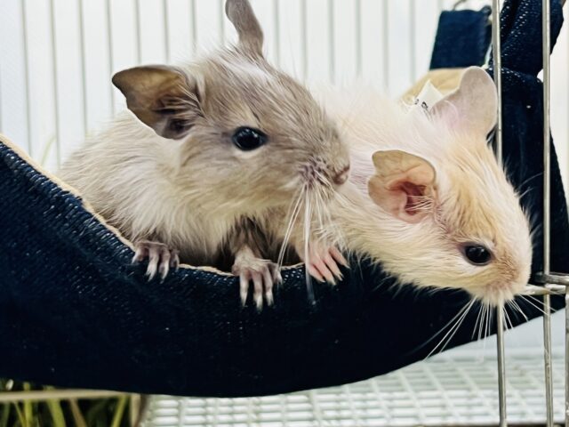 デグー