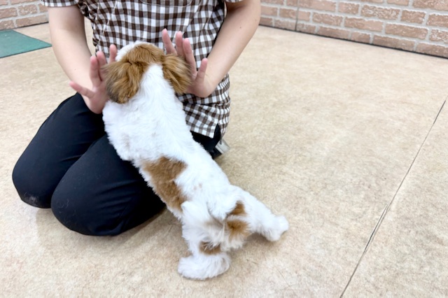 シーズー